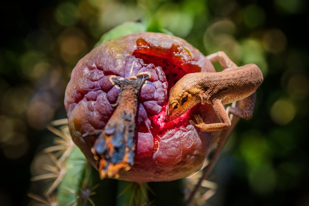 Un gecko qui mange un fruit rouge