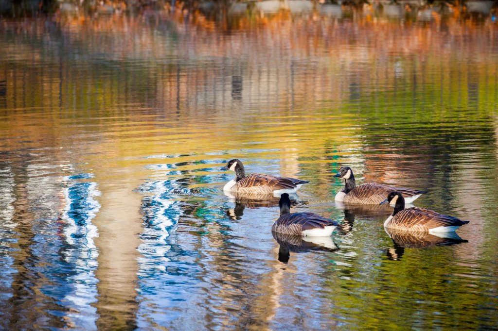 Quatre bernaches du Canada qui nagent sur l'eau aux reflets multicolores