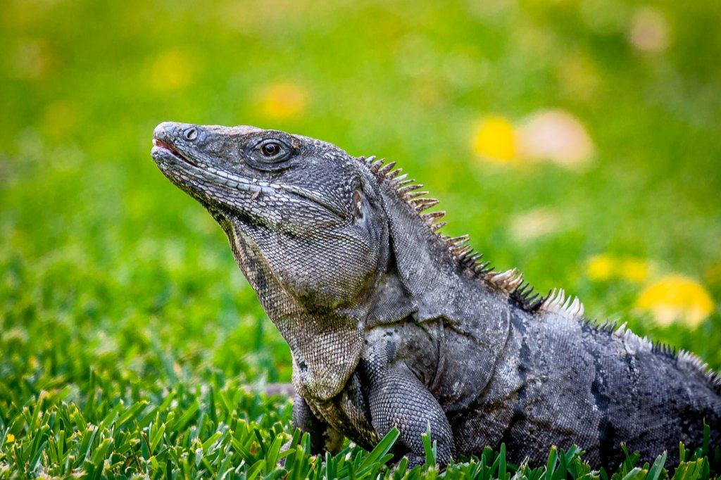 Iguane sur pelouse